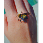 The Honey-Bees