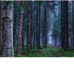 The Nature Forest