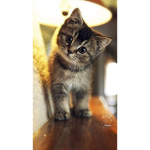 Kitty 123