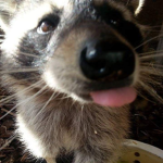 * Sai’s - Trash - Pandas *