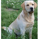 TributeToSnappleTheDog