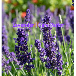 [BETA] Lavender | Cafe Parlor's