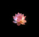 Balance Blossom