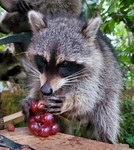 RACCOON GROUP!! :D