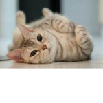 The Very Cute Cats