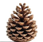 The pinecone club