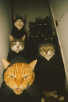 Gang O' Kitty Games