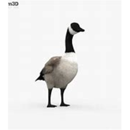 '_'