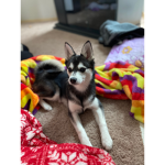 #Doggo_fluff