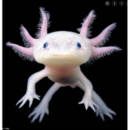 Where Axolotls Live