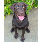 The best dog person in the world