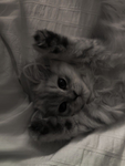 |•The Flight Cats•|