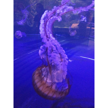 Combat explore edition