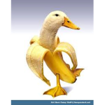 Team Ducklings