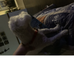 Hdbsh