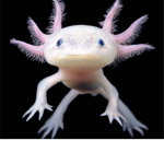 A hangout with Axolotl people