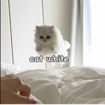 /Cat white/