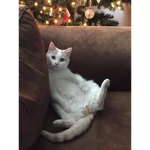 Lou cats