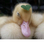 Duck Groups!