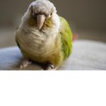 Birbs are cute