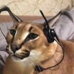 (UPDATE) floppa is back