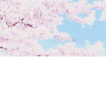 SAKURA BLOSSOM GROUP-