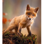 -Team fox-