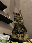 A group for cat lovers