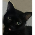 CHANEL KITTIE$$$