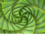 New plant Society