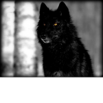 Les Blacks