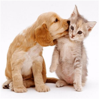 cut dog and cat! Roblox decal