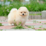 Pomeranian Playz