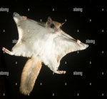 IchMagLami