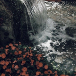 •Fairy's Fantasies•
