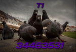 T1 creww