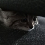 爱 .
