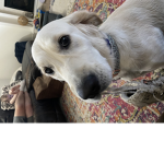 DOGS GOOD FRIEND GIRL PET SERVICE DOG