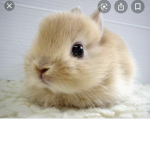 Bunny_ Group
