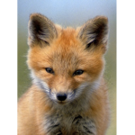 sleepy fox pups