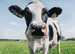 TEAM_COWY
