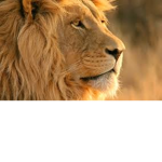 Eye Within Lion