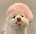 Cinnadolla