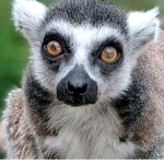 Lemurs squad