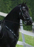 Party Stables