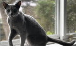 Mango and Zeus