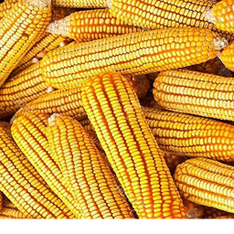 The corn fields