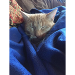 !Sleepy Household!