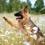 shepherd attitude !!