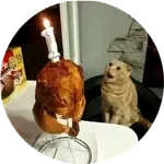 Donation H surprised cat